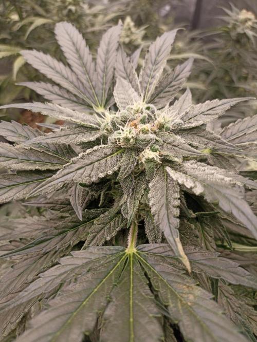 AntiDep AK. Week 10