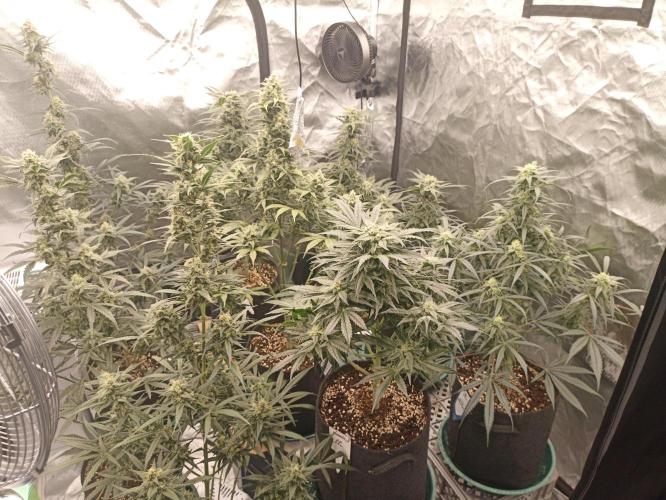 AntiDep AK. Week 10