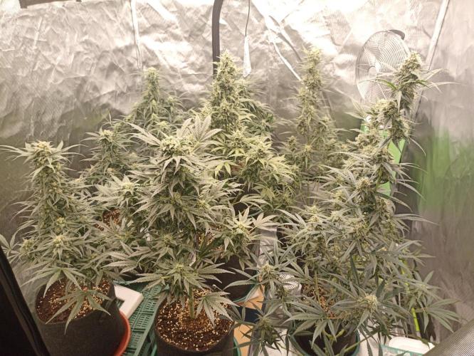 Auto AK XXL. Week 10