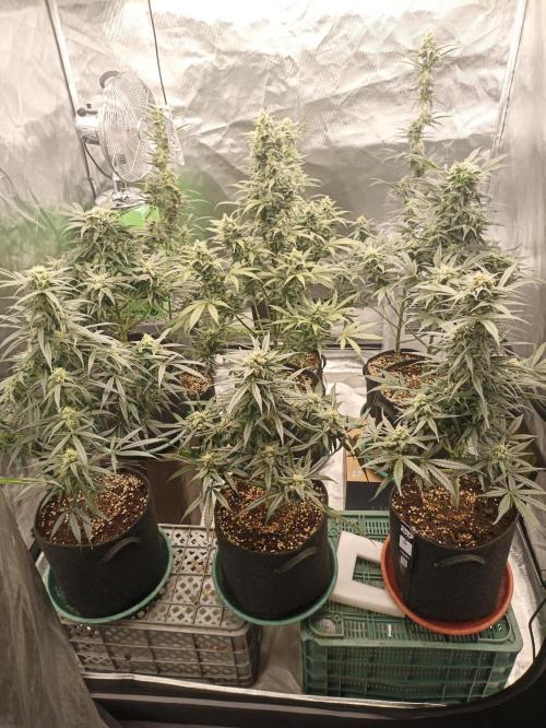 AntiDep AK. Week 10