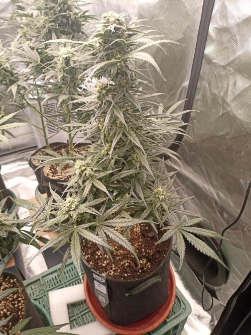 AntiDep Z. Week 10