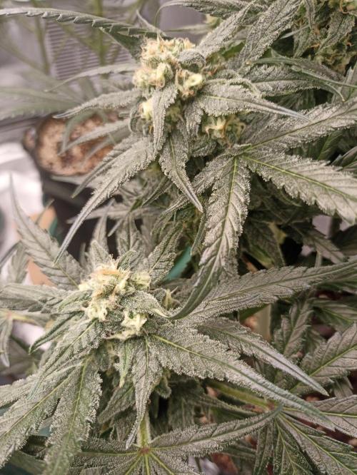 AntiDep Z. Week 10