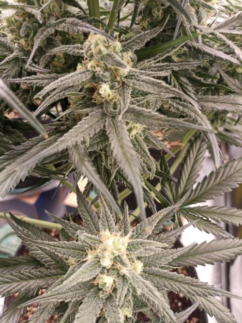 AntiDep Z. Week 10