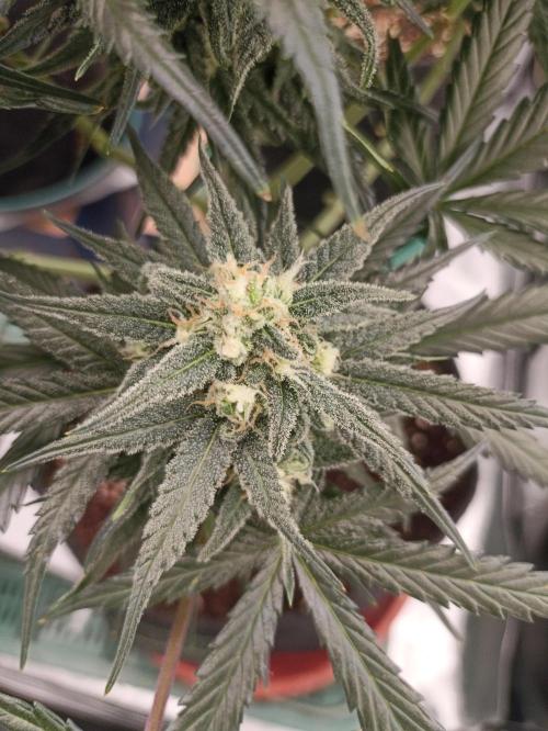 AntiDep Z. Week 10