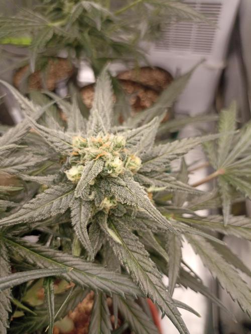 AntiDep Z. Week 10