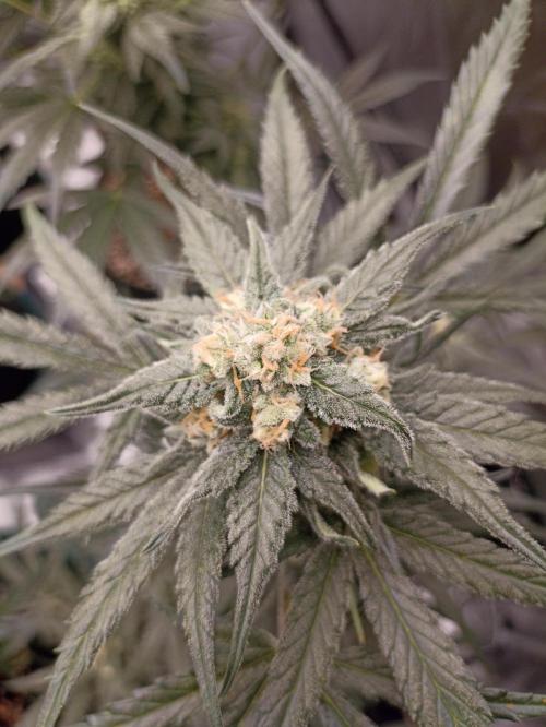 AntiDep Z. Week 10