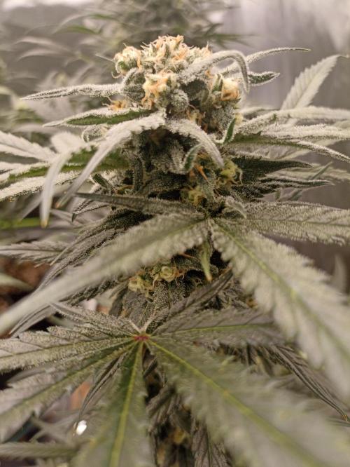 AntiDep Z. Week 10