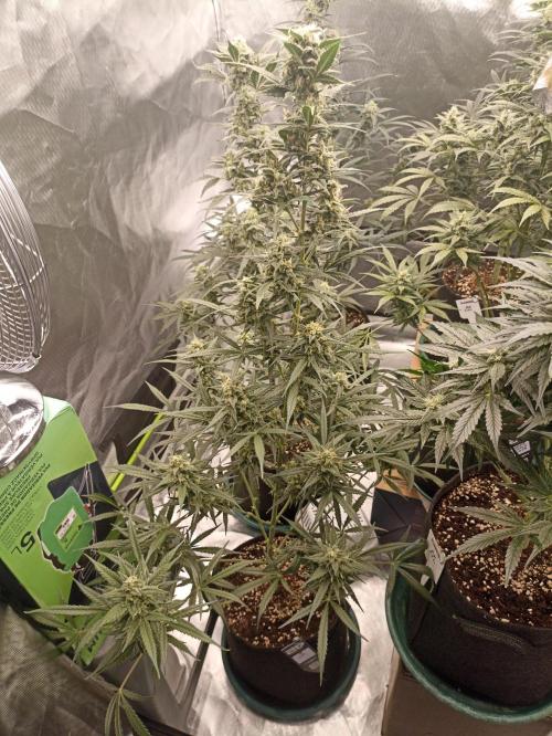 AntiDep Z. Week 10