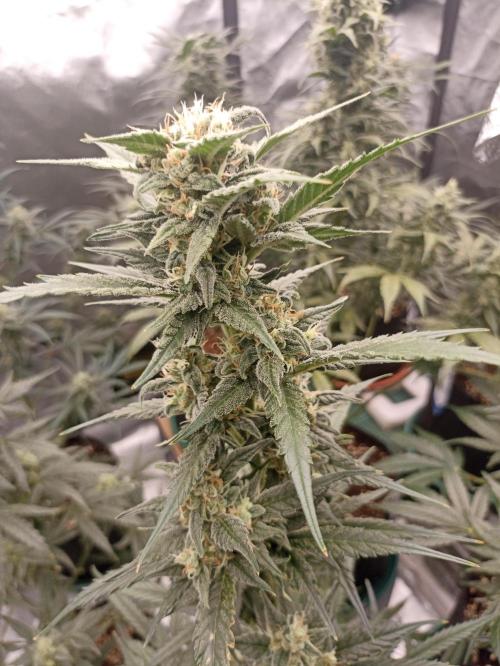 AntiDep Z. Week 10