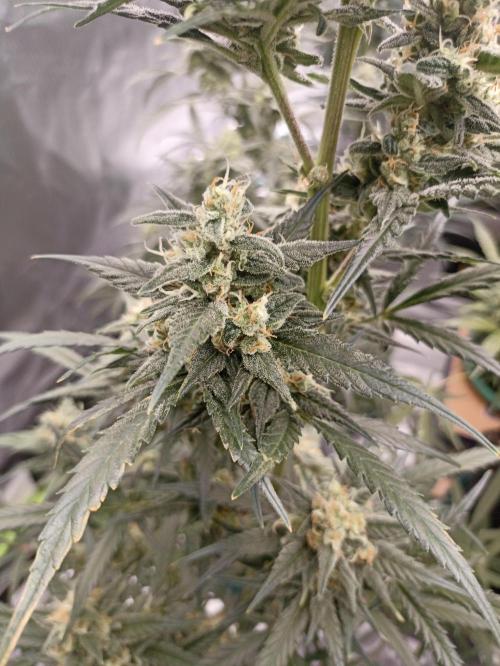 AntiDep Z. Week 10