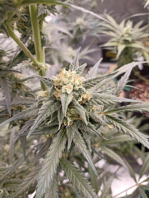 AntiDep Z. Week 10
