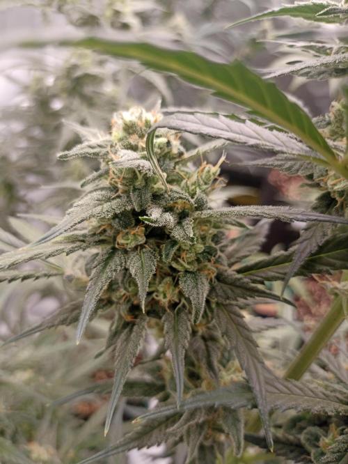 AntiDep Z. Week 10
