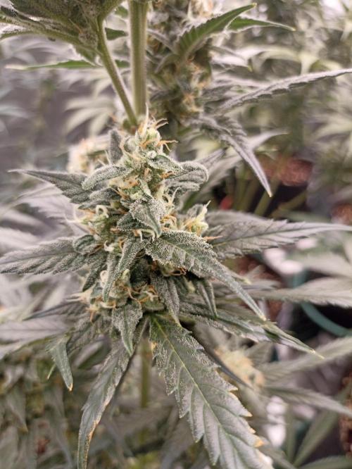 AntiDep Z. Week 10