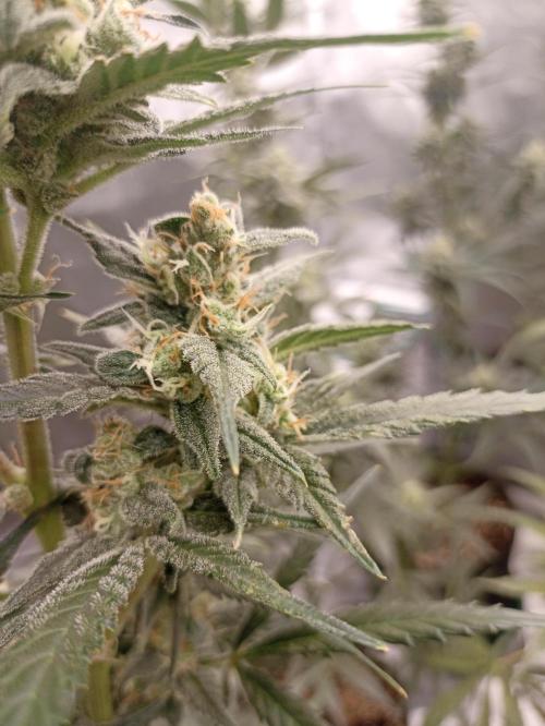 AntiDep Z. Week 10
