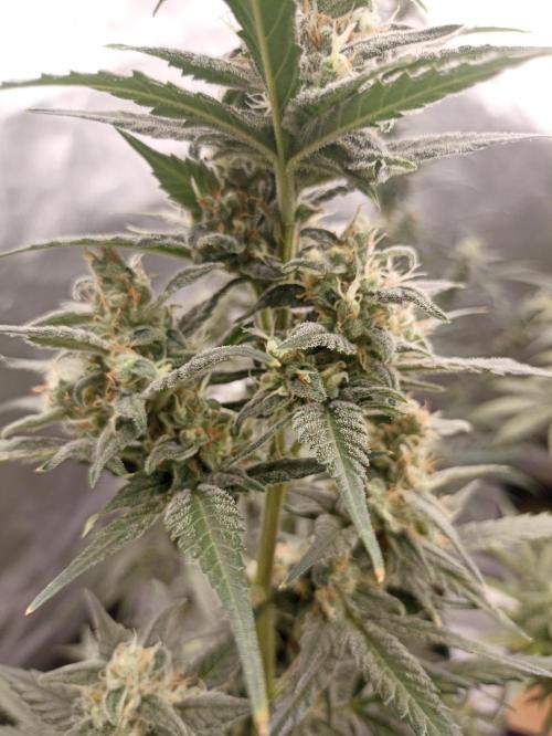 AntiDep Z. Week 10