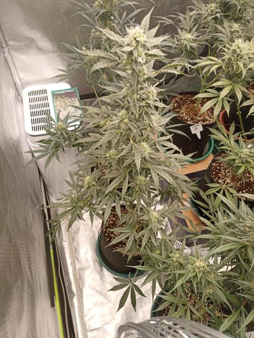 AntiDep Z. Week 10