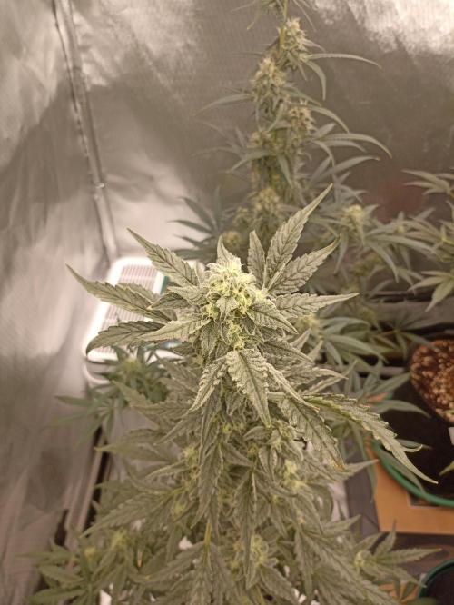 AntiDep Z. Week 10