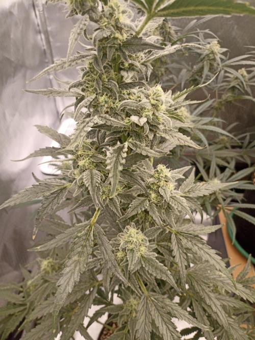 AntiDep Z. Week 10