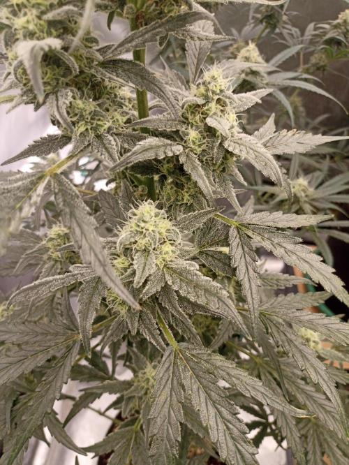 AntiDep Z. Week 10