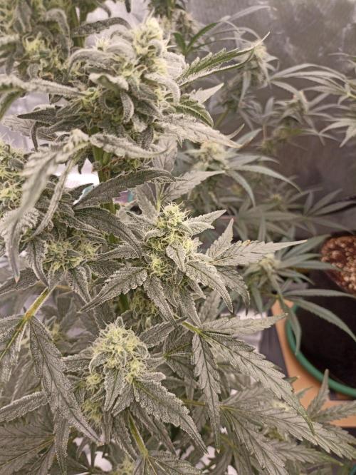 AntiDep Z. Week 10