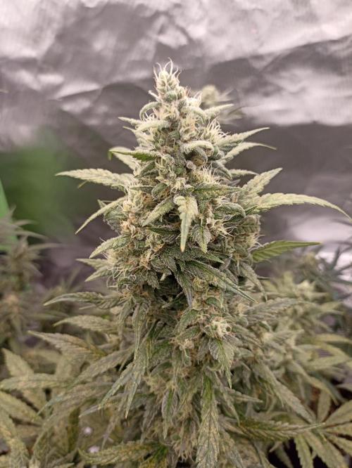 AntiDep Z. Week 10