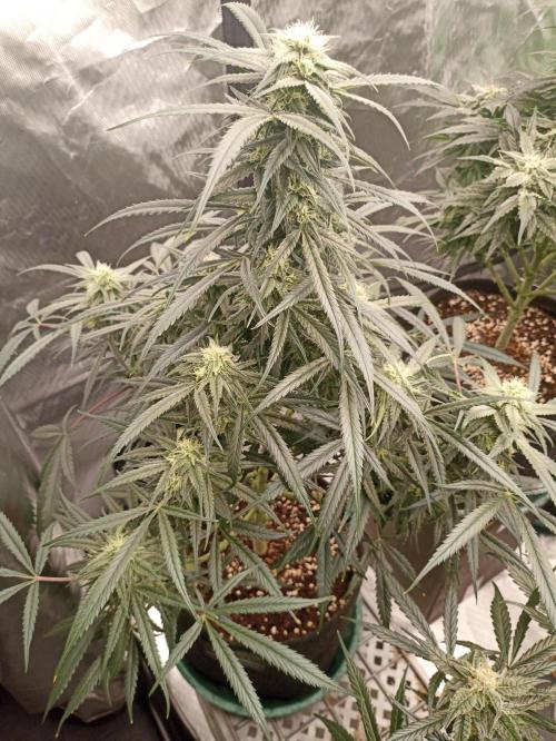 AntiDep F. Week 10