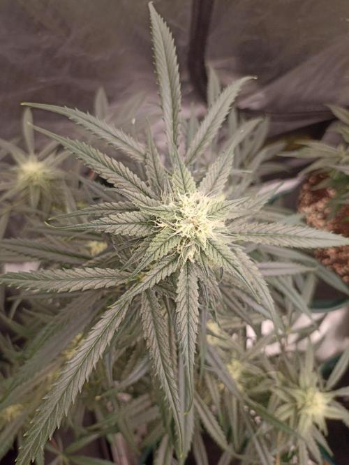 AntiDep F. Week 10