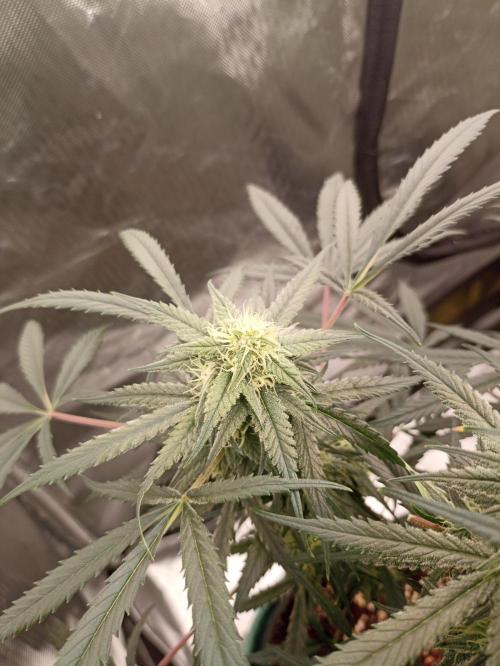 AntiDep F. Week 10