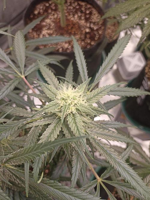 AntiDep F. Week 10