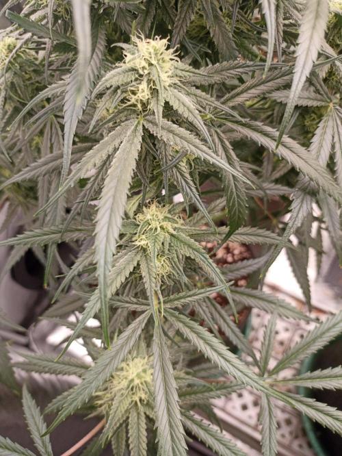 AntiDep F. Week 10