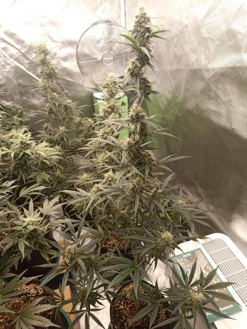 AntiDep F. Week 10