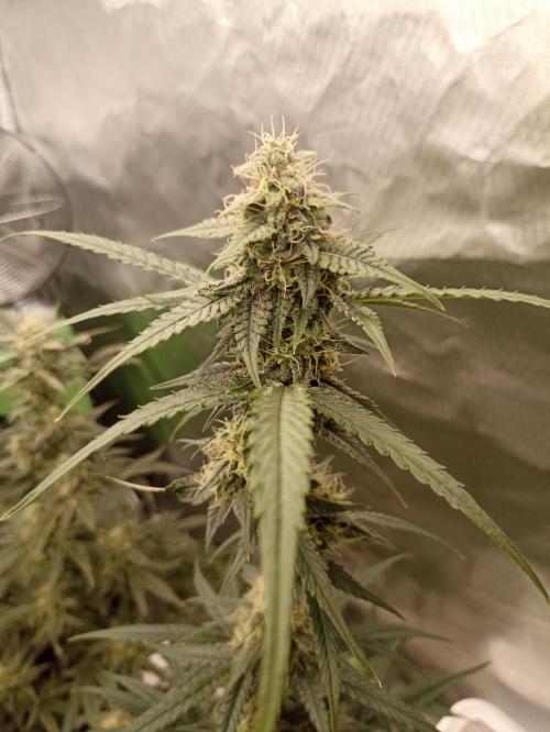 AntiDep F. Week 10