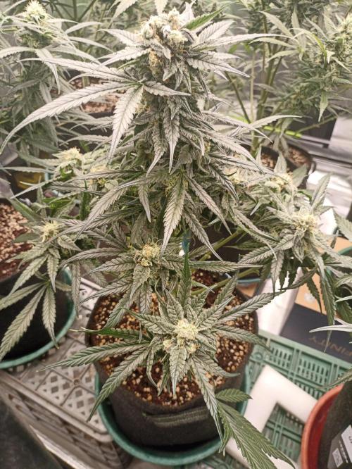 AntiDep F. Week 10