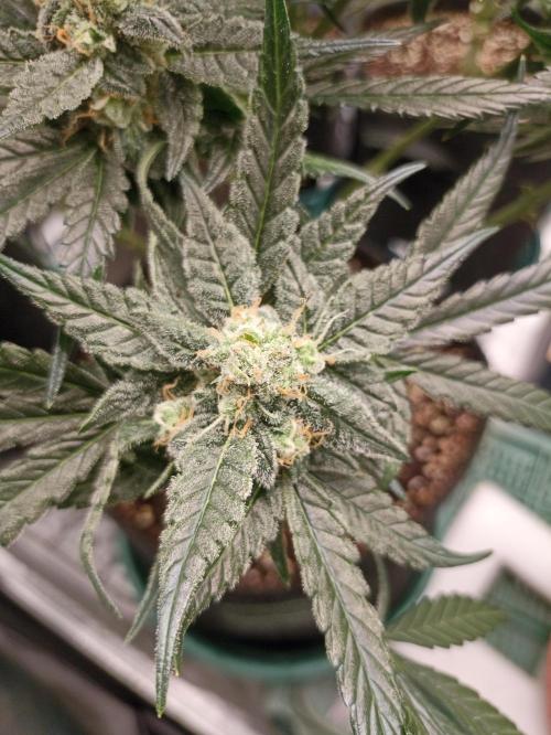 AntiDep F. Week 10