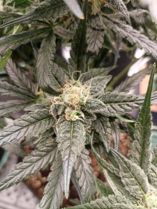 AntiDep F. Week 10