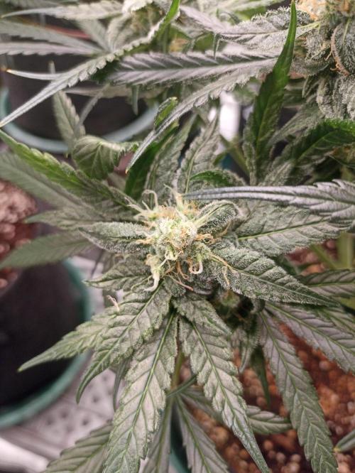 AntiDep F. Week 10