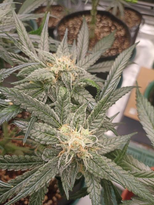 AntiDep F. Week 10
