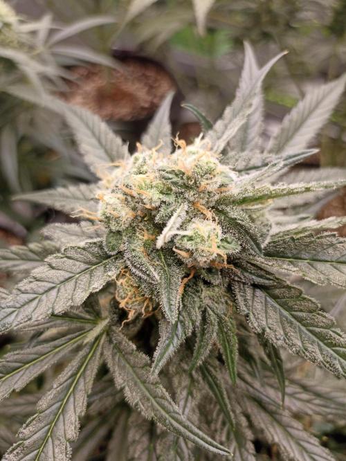 AntiDep F. Week 10