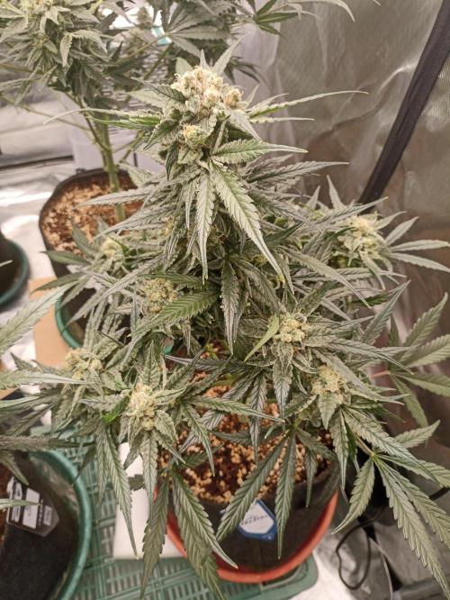 AntiDep F. Week 11