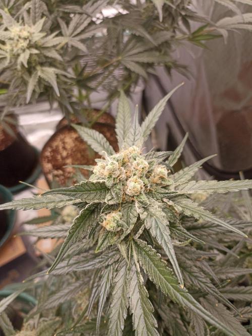 AntiDep F. Week 11