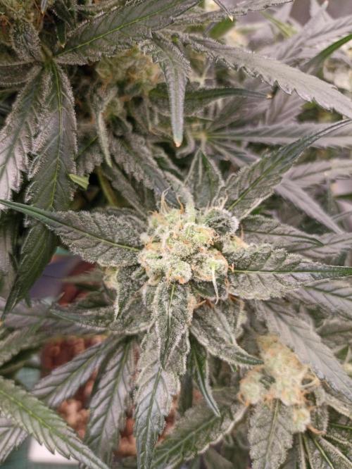 AntiDep F. Week 11