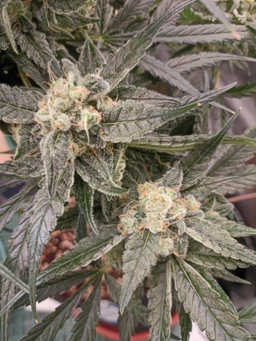 AntiDep F. Week 11
