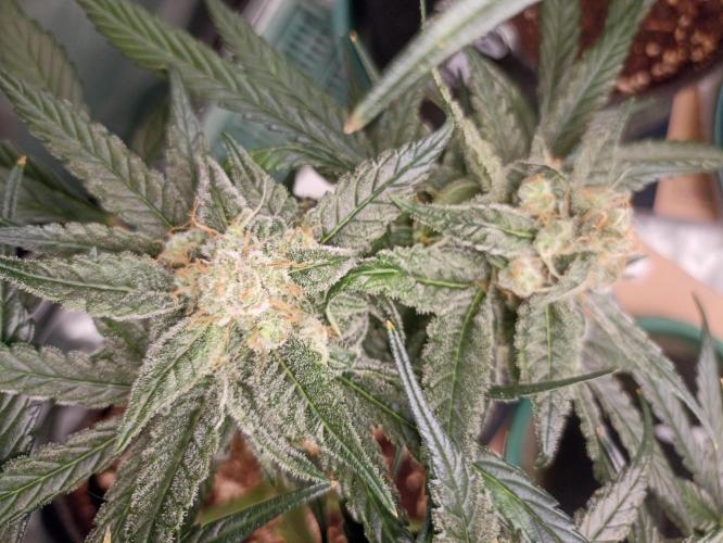 AntiDep F. Week 11