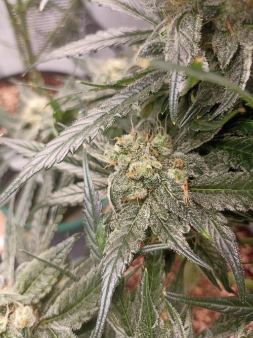 AntiDep F. Week 11
