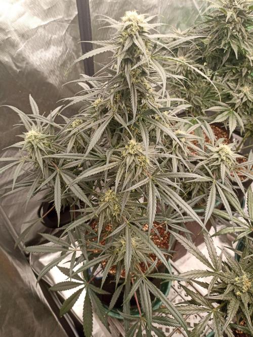 AntiDep F. Week 11