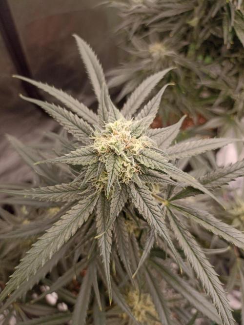 AntiDep F. Week 11