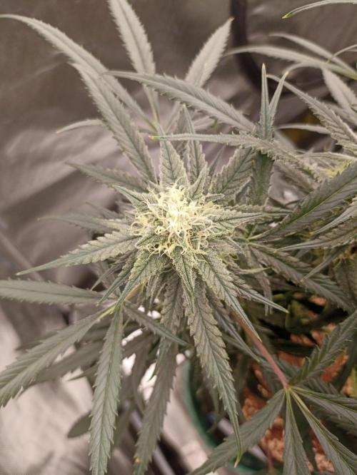 AntiDep F. Week 11