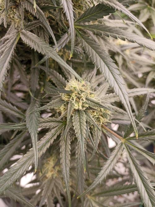 AntiDep F. Week 11