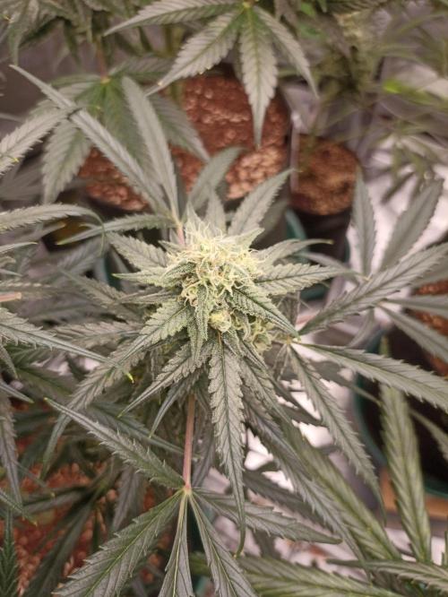 AntiDep F. Week 11