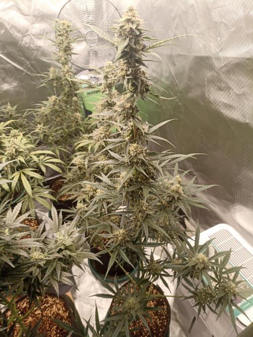 AntiDep F. Week 11